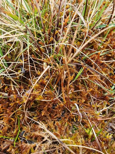 Scorpidium cossonii, photographed by Jonathan Hughes