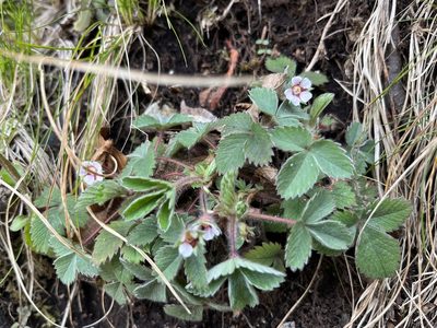 Potentilla micrantha, photographed by Alina Majcen