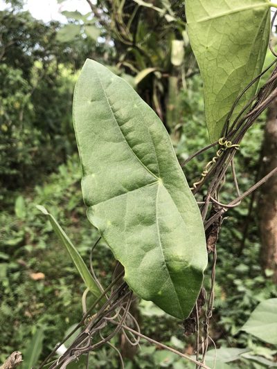Passiflora sexocellata, photographed by Skjold Søndergaard