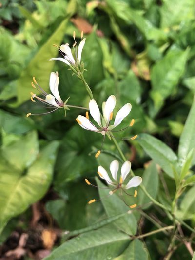 Cleome serrata, photographed by Skjold Søndergaard