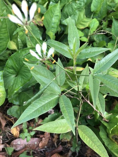 Cleome serrata, photographed by Skjold Søndergaard