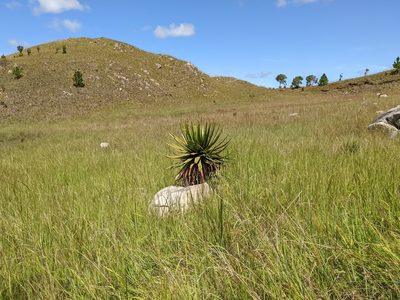 Aloe cipolinicola, photographed by bat (Maria Vorontsova)