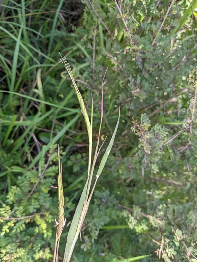 Heteropogon melanocarpus, photographed by bat (Maria Vorontsova)