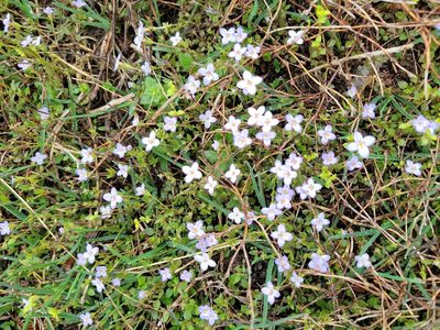 Houstonia pusilla, photographed by Anne Coleman