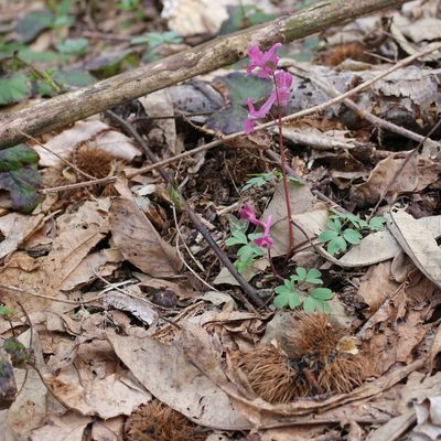 Corydalis caucasica, photographed by Юрий Данилевский (Yuriy Danilevsky)