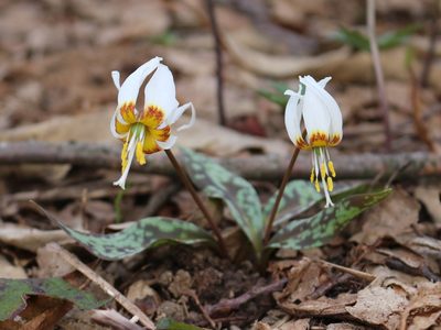 Erythronium caucasicum, photographed by Юрий Данилевский (Yuriy Danilevsky)