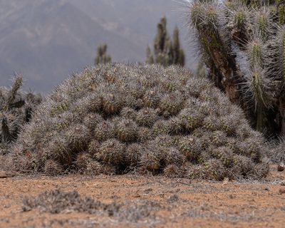 Copiapoa coquimbana, photographed by Nicolás Villaseca Merino