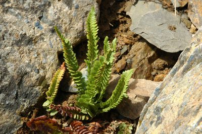 Polystichum kruckebergii, photographed by Timothy McNitt