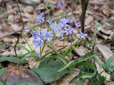 Scilla bifolia, photographed by Юрий Данилевский (Yuriy Danilevsky)