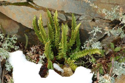 Polystichum kruckebergii, photographed by Timothy McNitt