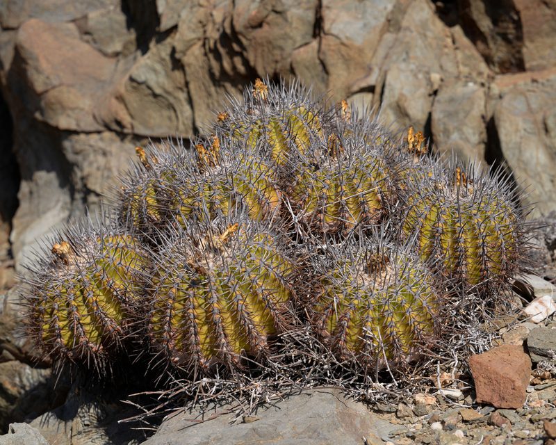 Copiapoa coquimbana, photographed by Nicolás Villaseca Merino