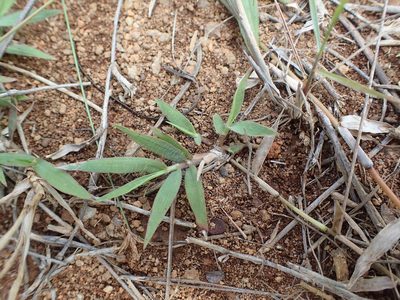 Panicum luridum, photographed by bat (Maria Vorontsova)