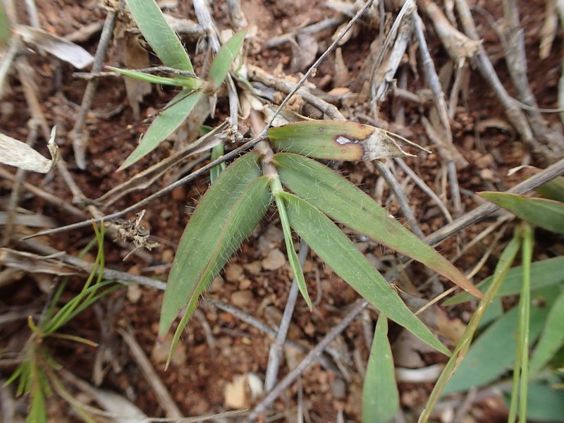 Panicum luridum, photographed by bat (Maria Vorontsova)