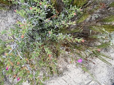 Ruschia calcicola, photographed by Christina