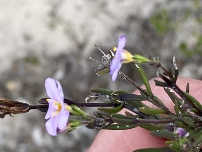 Chaenostoma placidum, photographed by Christina