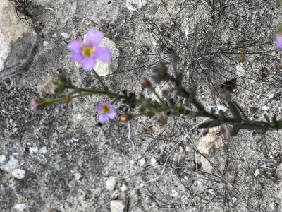 Chaenostoma placidum, photographed by Christina