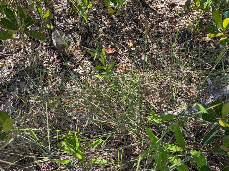 Panicum ibitense, photographed by bat (Maria Vorontsova)