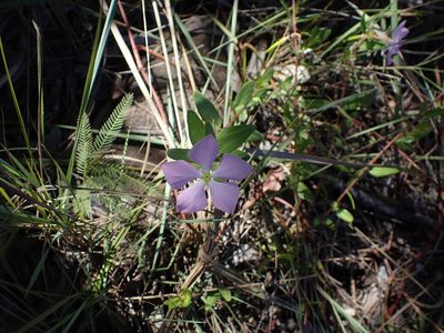 Catharanthus lanceus, photographed by bat (Maria Vorontsova)