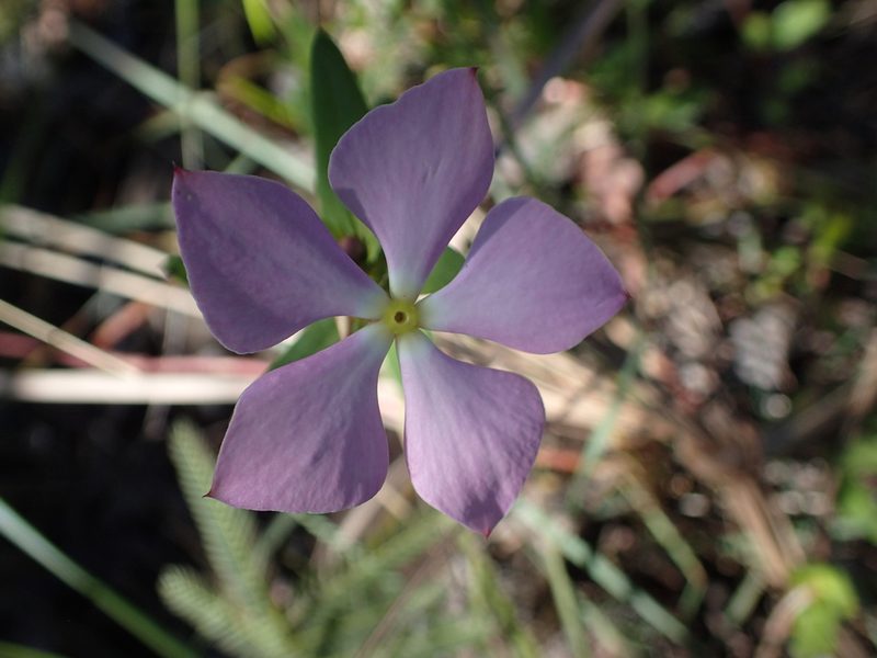 Catharanthus lanceus, photographed by bat (Maria Vorontsova)