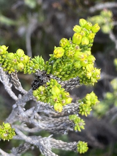Euryops muirii, photographed by Christina