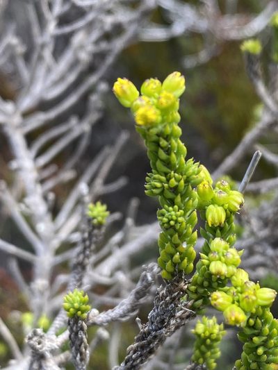 Euryops muirii, photographed by Christina