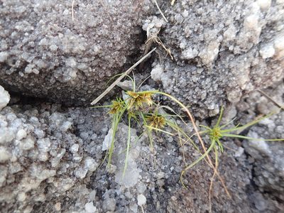 Cyperus cuspidatus, photographed by bat (Maria Vorontsova)