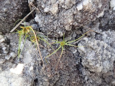 Cyperus cuspidatus, photographed by bat (Maria Vorontsova)