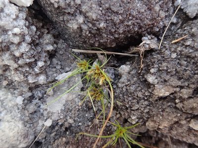 Cyperus cuspidatus, photographed by bat (Maria Vorontsova)