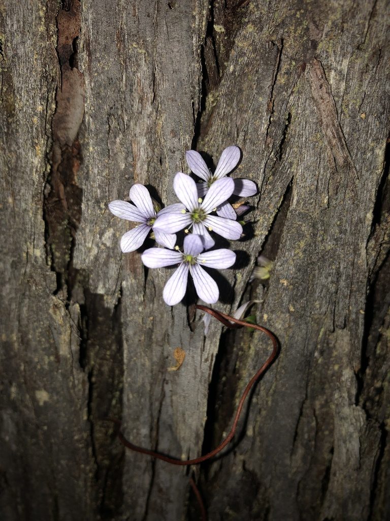 Marianthus sylvaticus, photographed by Ruth Clark
