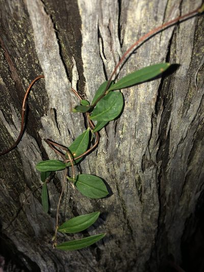 Marianthus sylvaticus, photographed by Ruth Clark