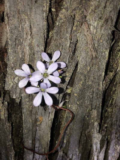 Marianthus sylvaticus, photographed by Ruth Clark