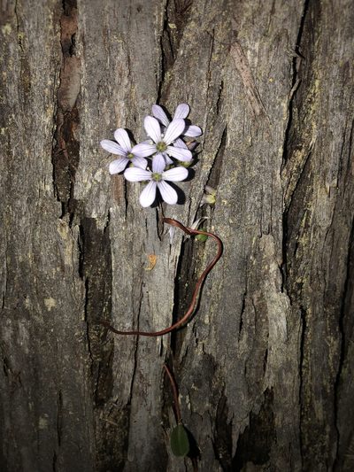 Marianthus sylvaticus, photographed by Ruth Clark