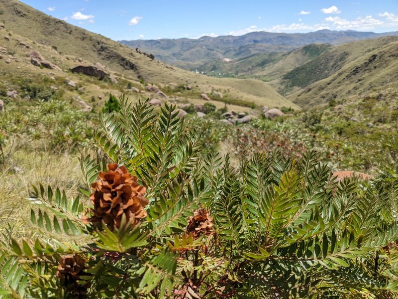 Dodonaea madagascariensis, photographed by bat (Maria Vorontsova)