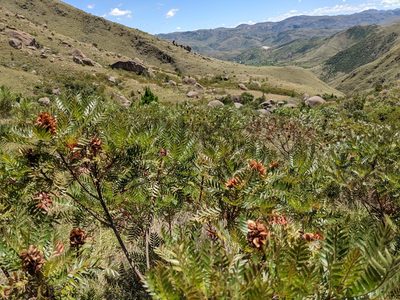 Dodonaea madagascariensis, photographed by bat (Maria Vorontsova)
