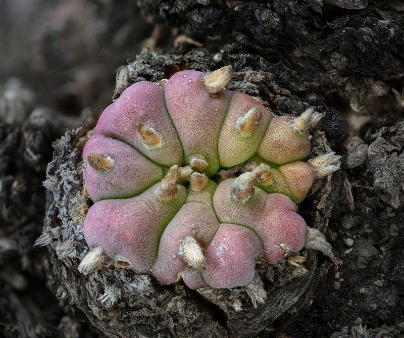 Lophophora williamsii, photographed by Alan Rockefeller
