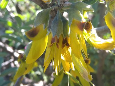 Anagyris foetida, photographed by Ben Costamagna