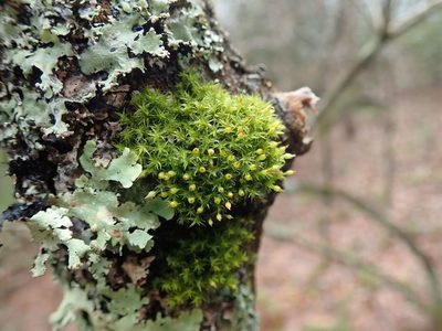 Ulota crispa, photographed by Evan M. Raskin