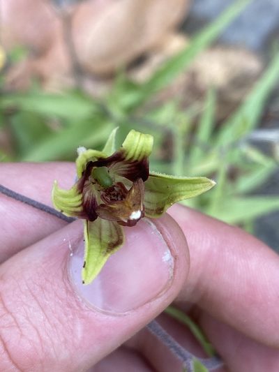 Epipactis veratrifolia, photographed by John Kenrick Gibson