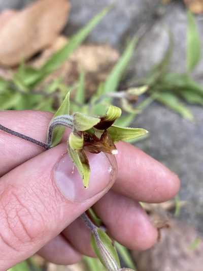 Epipactis veratrifolia, photographed by John Kenrick Gibson