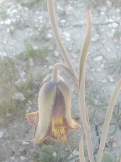 Fritillaria acmopetala, photographed by Ben Costamagna