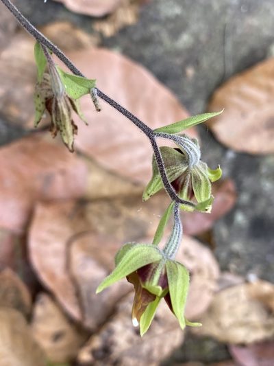 Epipactis veratrifolia, photographed by John Kenrick Gibson