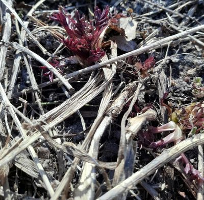 Valeriana wolgensis, photographed by София Р.