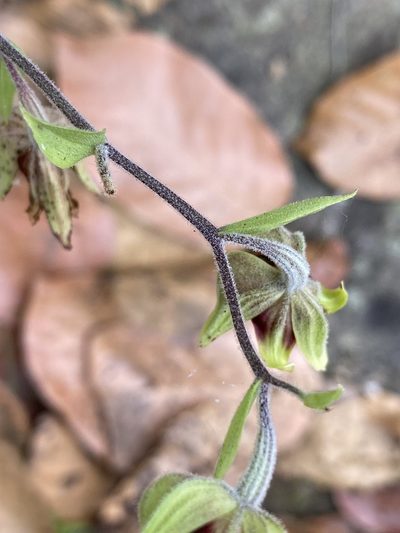 Epipactis veratrifolia, photographed by John Kenrick Gibson
