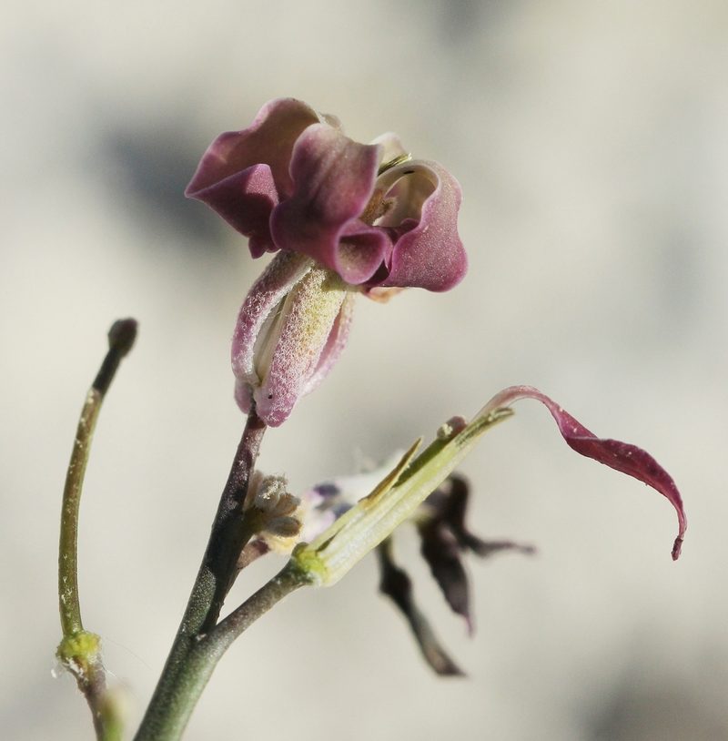 Matthiola tatarica, photographed by Иван Пристрем