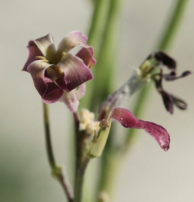 Matthiola tatarica, photographed by Иван Пристрем