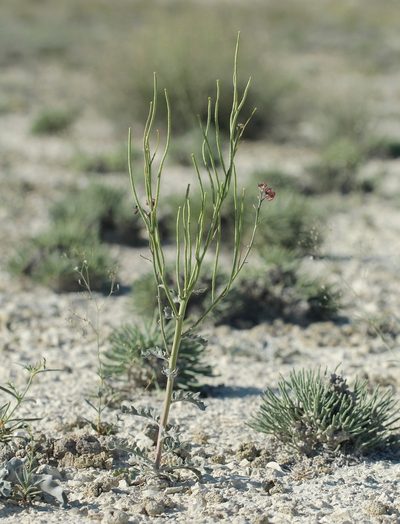 Matthiola tatarica, photographed by Иван Пристрем