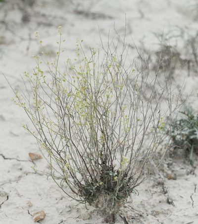 Lepidium meyeri, photographed by Иван Пристрем