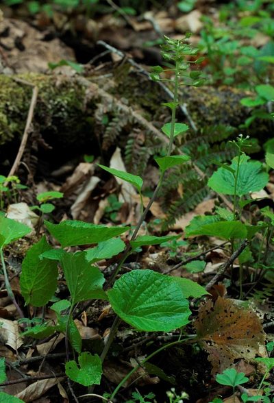 Pachyphragma macrophyllum, photographed by Иван Пристрем