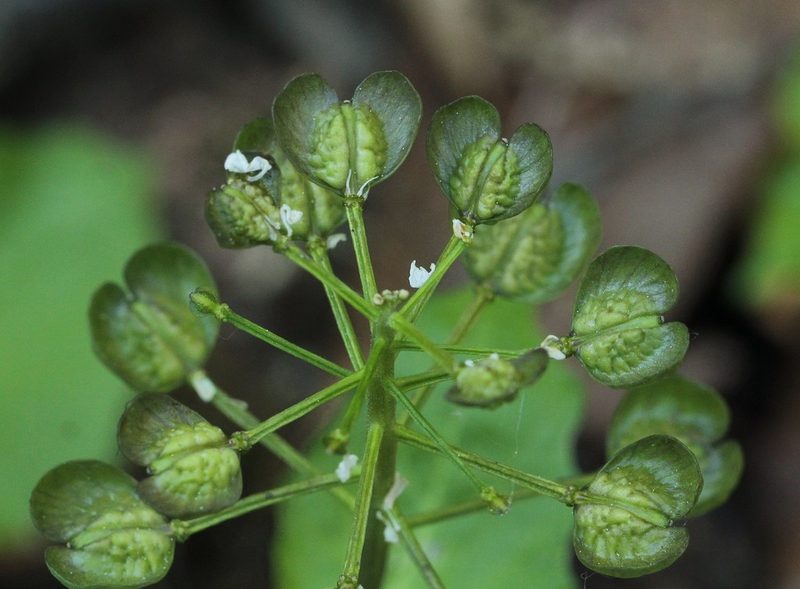Pachyphragma macrophyllum, photographed by Иван Пристрем