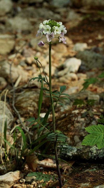 Cardamine uliginosa, photographed by Иван Пристрем